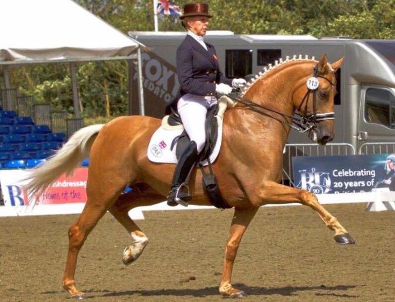 oec dressage worldwide Artist